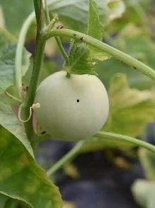 吃香瓜最新事件爆料视频,最新爆料视频揭露惊人真相